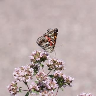 American lady butterfly on a cluster of flower, photographed by Pat