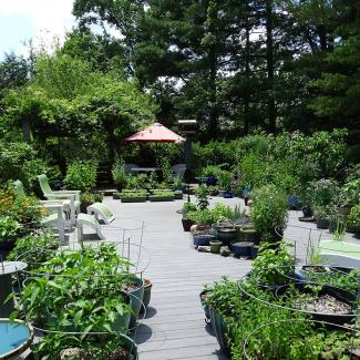 Dozens and dozens of beautiful potted plants on Jennifer Geib's deck