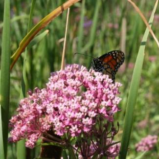 Eastern monarch butterfly on milkweed