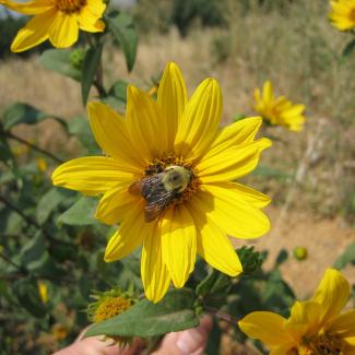 bumble bee on flower