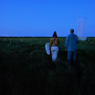 Folks surveying for rare fireflies