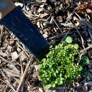Hori hori gardening tool removing a weed from a garden
