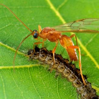 Wasp laying eggs in a gypsy moth caterpillar