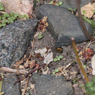 A mining bee peeking its fuzzy head out of its burrow, dug out of soil directly under a stone. The bee is covered in orange fluffy fur. Numerous other beneficial insects also make their homes in gaps or burrows dug out from the soil under a stone.