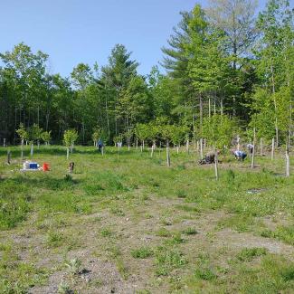 A grove of young chestnut trees, about 8ft tall, planted in neat rows within a large forest clearing. Two people are knelt by one tree, inspecting it. 