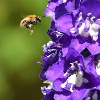 Bee approaching group of flowers