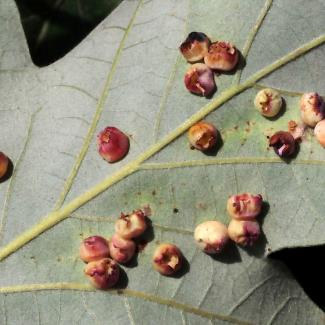 The underside of a leaf with several round growths that are a splotchy red in color.