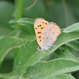 Purplish copper butterfly on a leaf