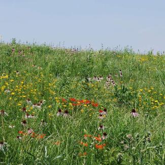 A grassland covered in colorful wildflowers