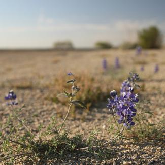 Lupine plant growing in sandy soil on a California farm