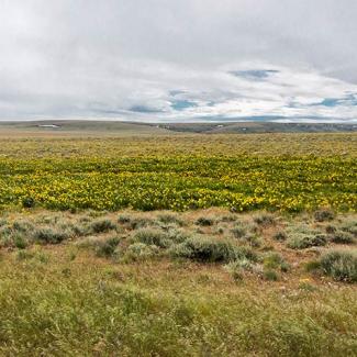 A wide open field of yellow flowers, short grasses, and scrubs in southeastern Oregon.