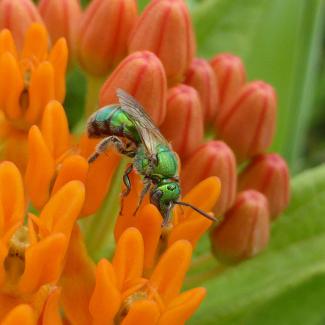 A metallic green sweat bee perched atop several small orange flowers.
