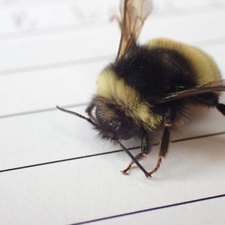 Up close with a yellow-banded bumble bee sitting on a sheet of lined paper.  Small details are visible, like the little hooks on its toes that it uses to hold on to things.