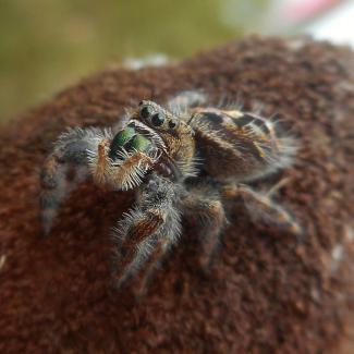 Fuzzy jumping spider, looking at the camera with many eyes
