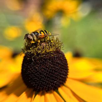 A photo of a flower fly, looking quite like a bee itself, pollinating a Black-Eyed Susan flower.