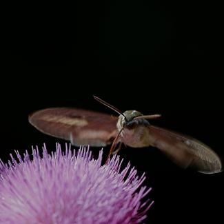 A white-lined sphinx moth hovers over a thistle flower while drinking nectar through its extended proboscis