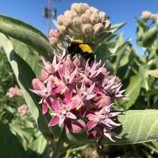 Morrison bumble bee nectars on milkweed