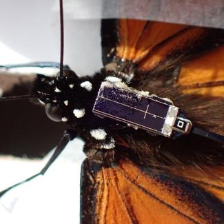 Monarch butterfly with a digital tracking device secured to its body between the wings
