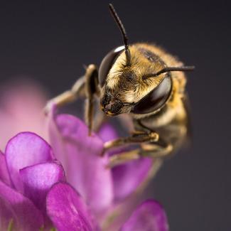 Leaf-cutter bee on an alfalfa flower
