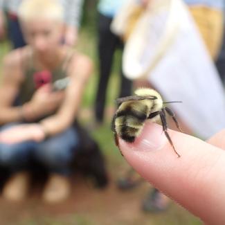 bumble bee on finger in front of a crowd of watching people 