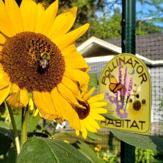 A bumble bee visiting a sunflower, in a suburban yard, with a Pollinator Habitat sign in the background.