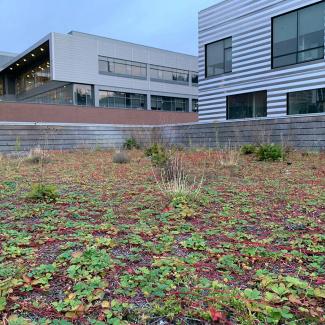 A roof covered in plants, surrounded by a cluster of taller buildings 