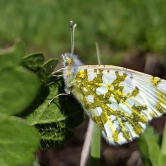 Large marble butterfly (with green and white marble-patterned wings) perched on a leaf
