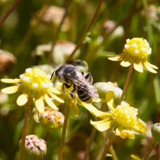 A bee gathering pollen and nectar from a flower 