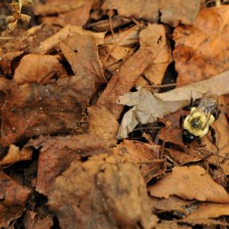 Bumble bee in fallen leaves