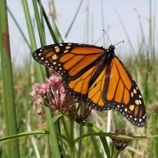 Monarch butterfly visiting milkweed blooms