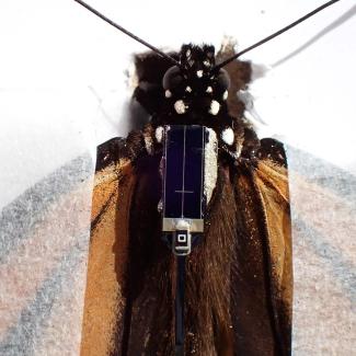 A close up of a monarch butterfly that has just had a radio transmitter attached to it. The monarch is gently held in place with transparent paper, and the tiny solar panel of the transmitter is across the top of its thorax.