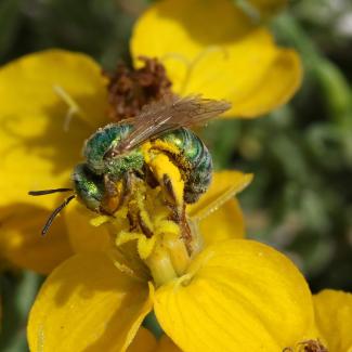Agaspostemon bee on Zinnia grandiflora flower 