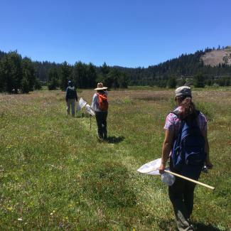 Xerces staff hike through a meadow to survey butterflies (Kitty Bolte/ Xerces Society)