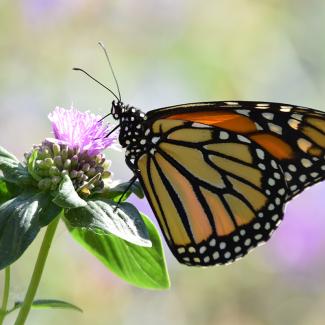 Monarch butterfly drinks from Coyote mint