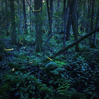 Fireflies flashing at night 
