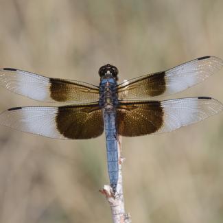 Widow skimmer, photographed by Bryan E. Reynolds