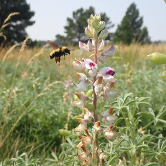 Bumble bee approaching flower