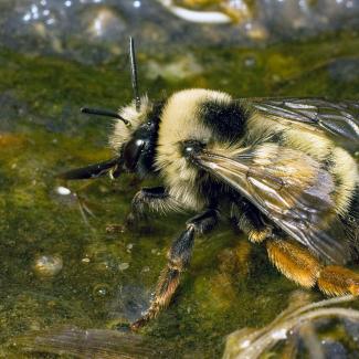 A large fluffy bee drinking from a shallow pool of water