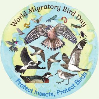 "World Migratory Bird Day. Protect Insects, Protect Birds" Illustrations of many different birds and insects