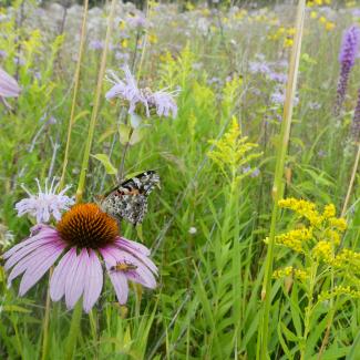 A dark-colored butterfly perches on a flower in a prairie.