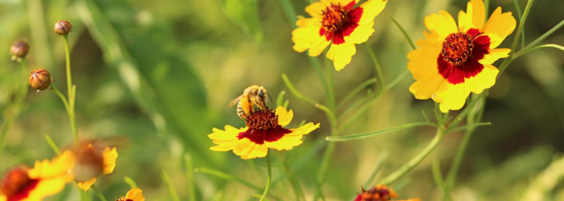 A bee nectars on one of many bright yellow flowers with red centers.