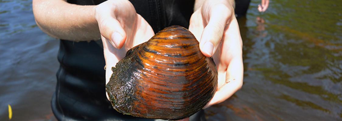 A nearly face-sized mussel is held in a person's two hands. The shell is a beautiful reddish-brown.