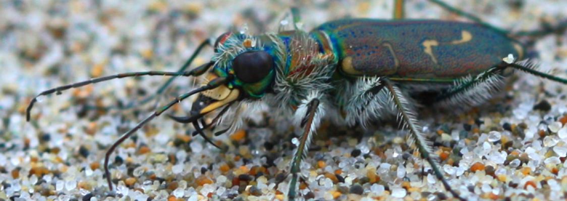 tiger beetle