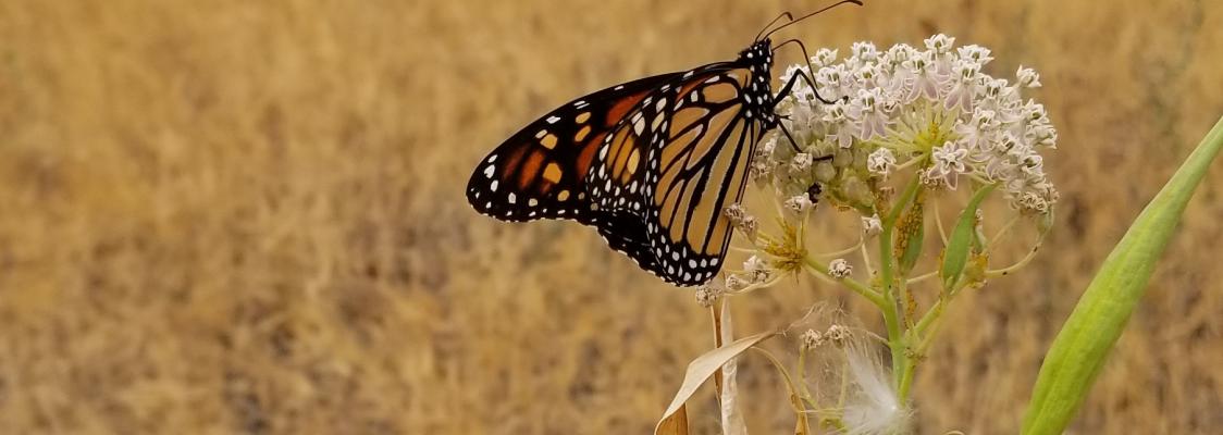 A monarch nectars on off-white milkweed blossoms in a dry field. There is a tuft of milkweed seed on the plant.