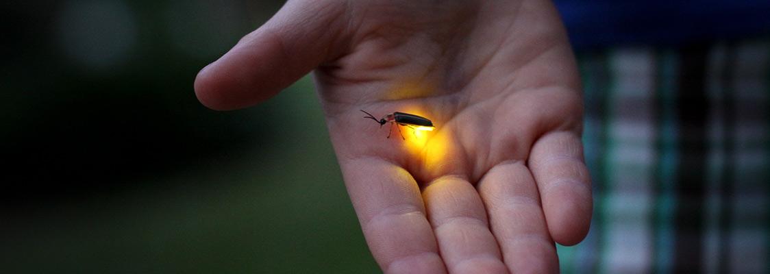 Person's hand holding a flashing firefly