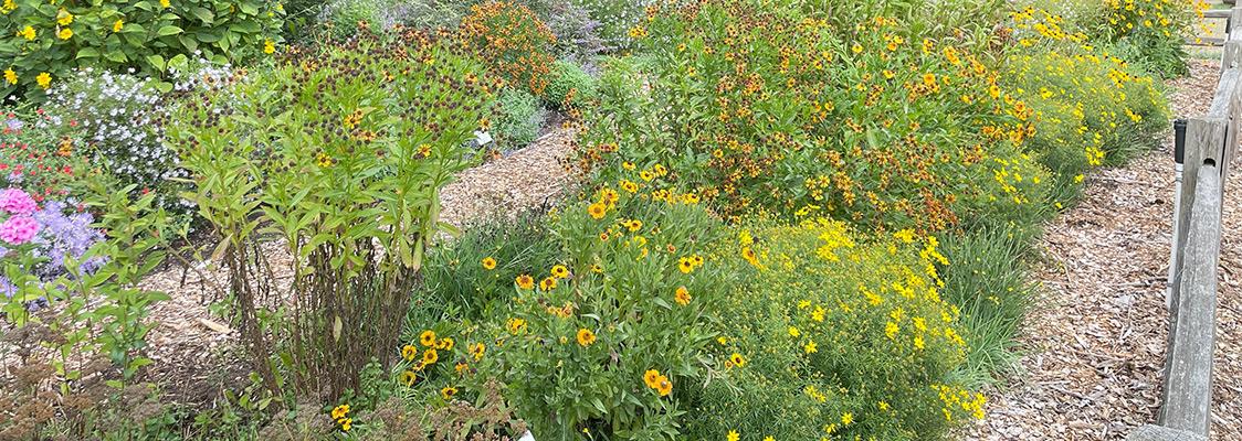 Diverse garden with many blooming flowers