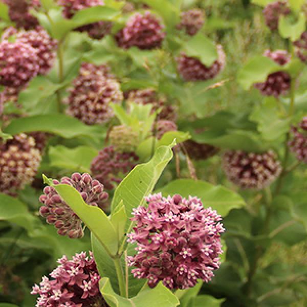 milkweed
