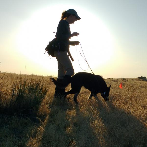 A woman walking across a field with a nose working dog, looking for bumble bee nests.