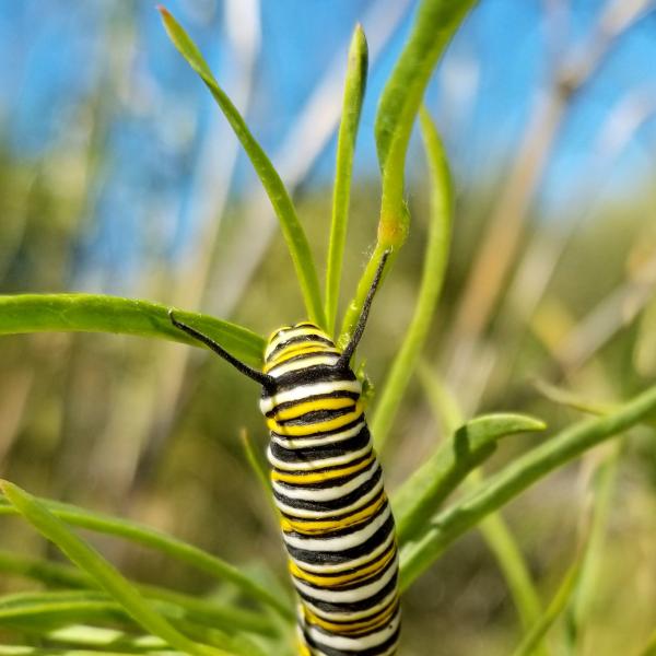 Monarch caterpillar munching on narrowleaf milkweed