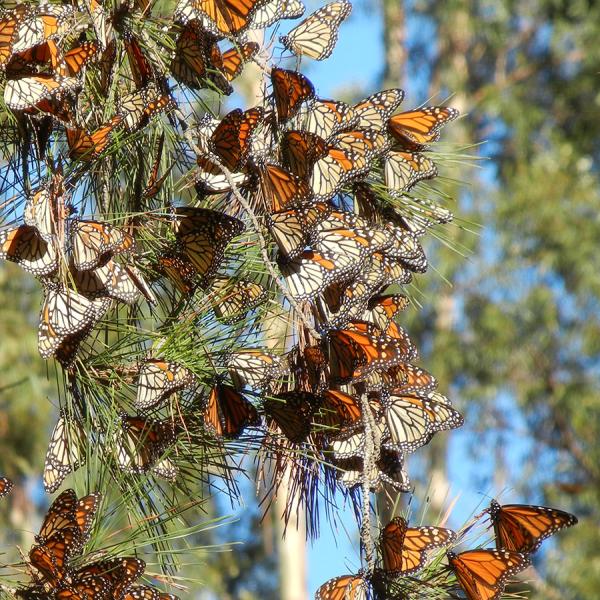 Cluster of western monarchs overwintering in California